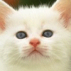 baby